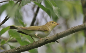 <p>BUDNÍČEK LESNÍ (Phylloscopus sibilatrix)</p>